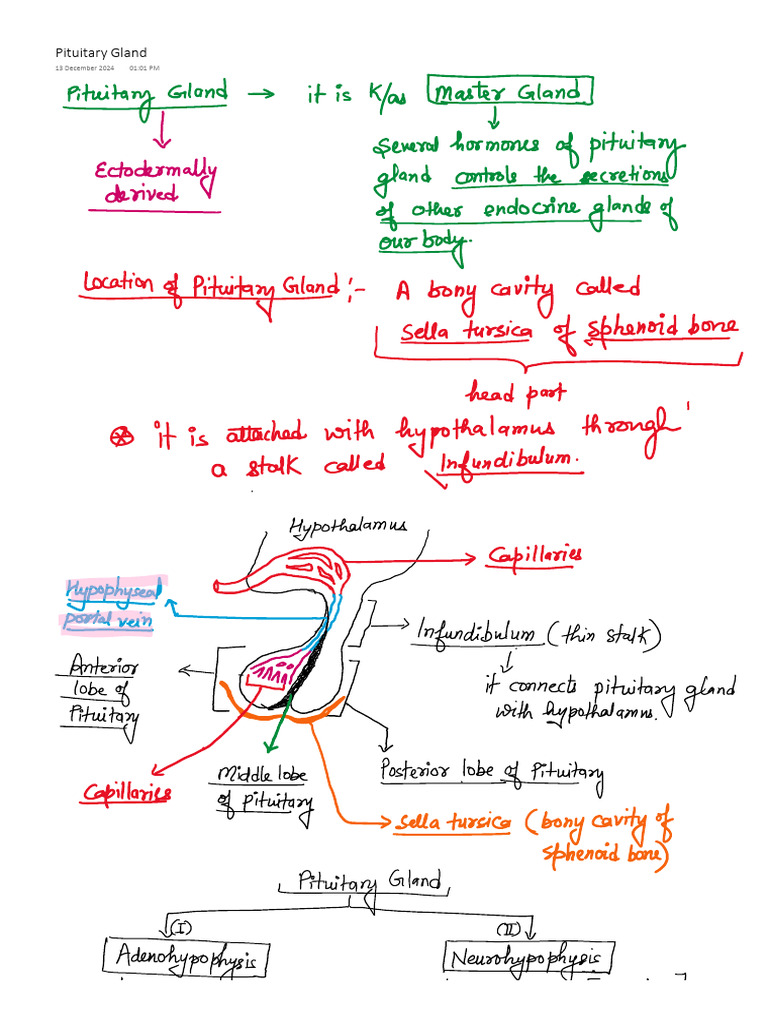 Pituitary Gland Lecture 2 | PDF