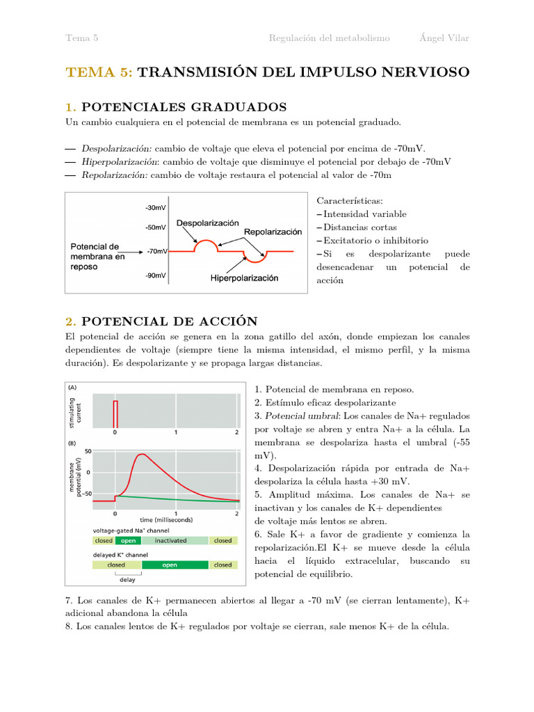 T5. Impulso Nervioso | PDF | Sinapsis | Dopamina