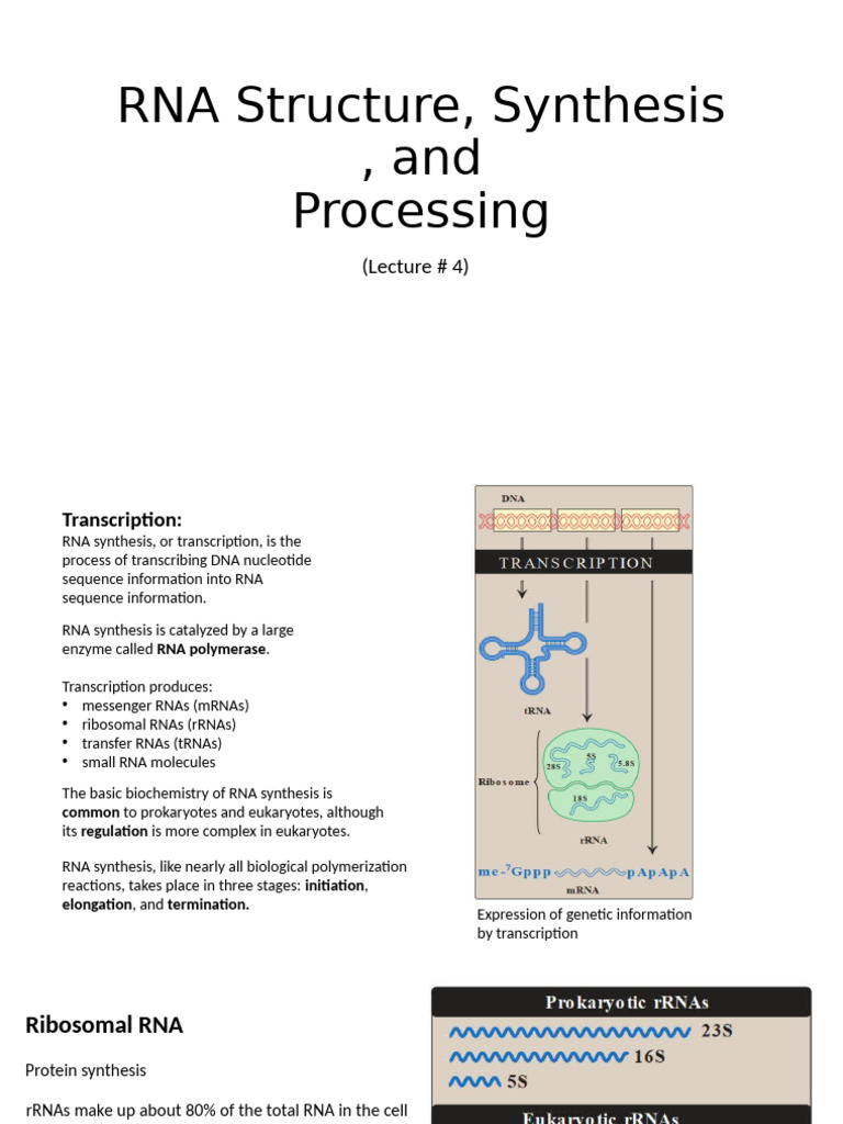 Lecture 4 | PDF | Rna | Promoter (Genetics)
