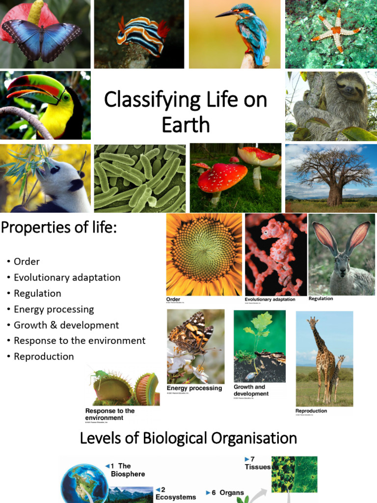 Lecture+1+_1_ | PDF | Organic Compounds | Water