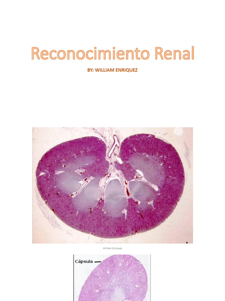 Anatomía y Función del Riñón | PDF | Riñón | Sistema urinario