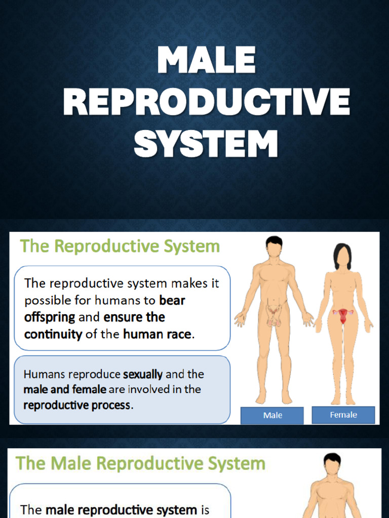 Male Reproductive System | PDF