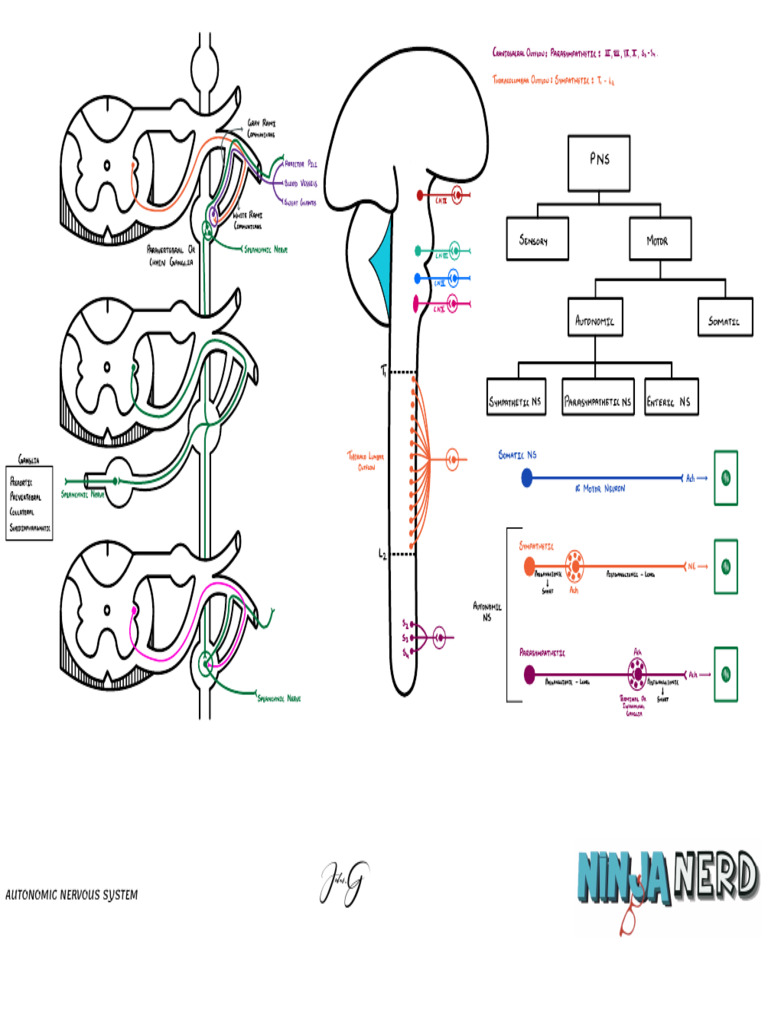 Autonomic Nervous System Autonomic Nervous Atf | PDF