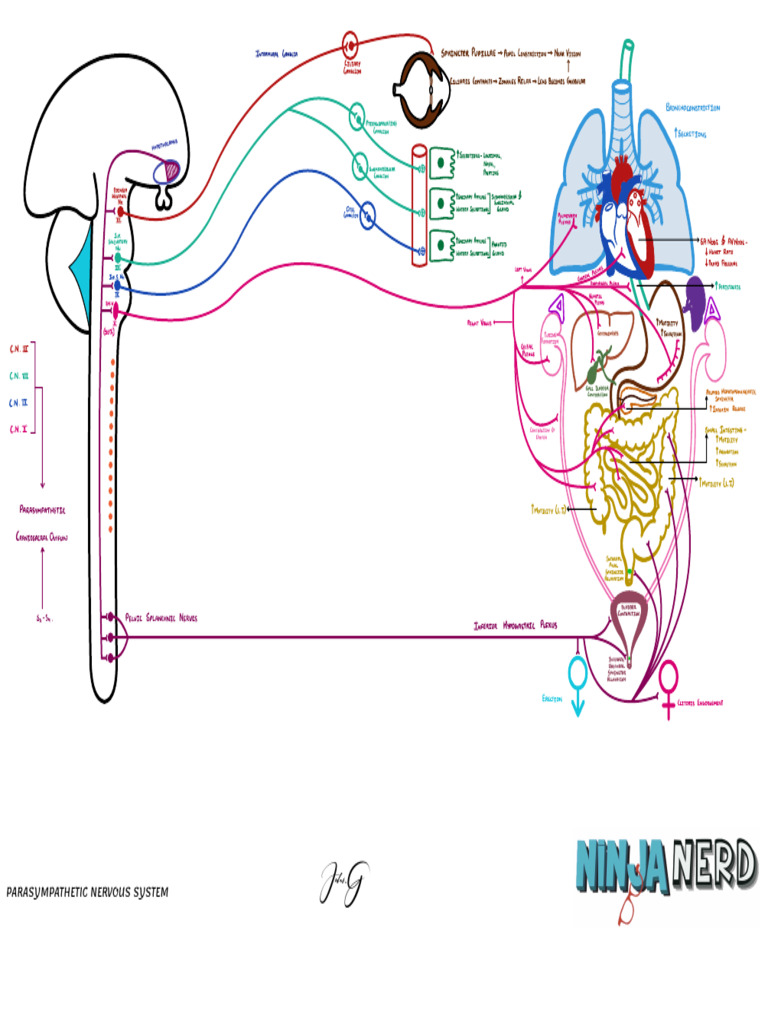 Autonomic Nervous System Parasympathetic Atf | PDF