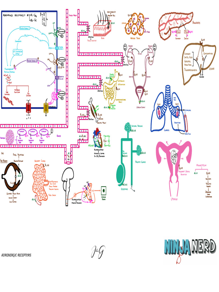 Autonomic Nervous System Adrenergic Receptors Atf | PDF