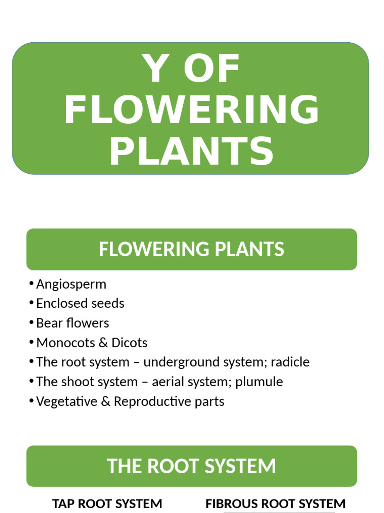 Morphology of Flowering Plants | PDF | Leaf | Root