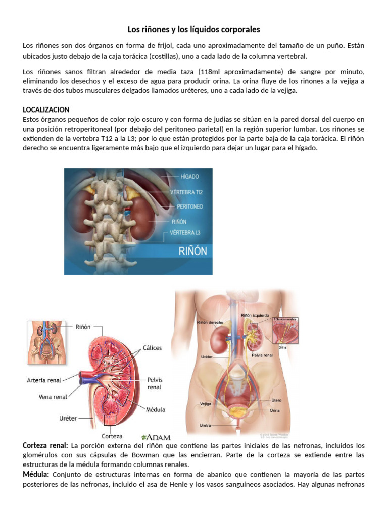 Anatomía y función de los riñones | PDF | Riñón | Sodio