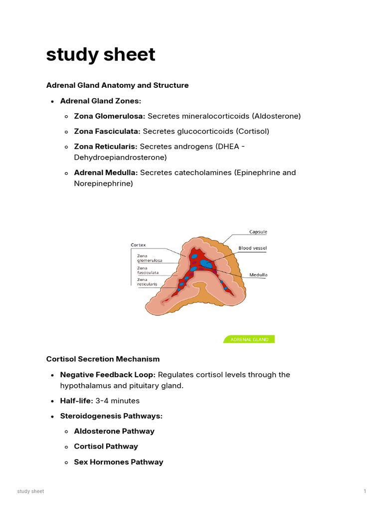 Study Sheet | PDF | Adrenal Gland | Cortisol