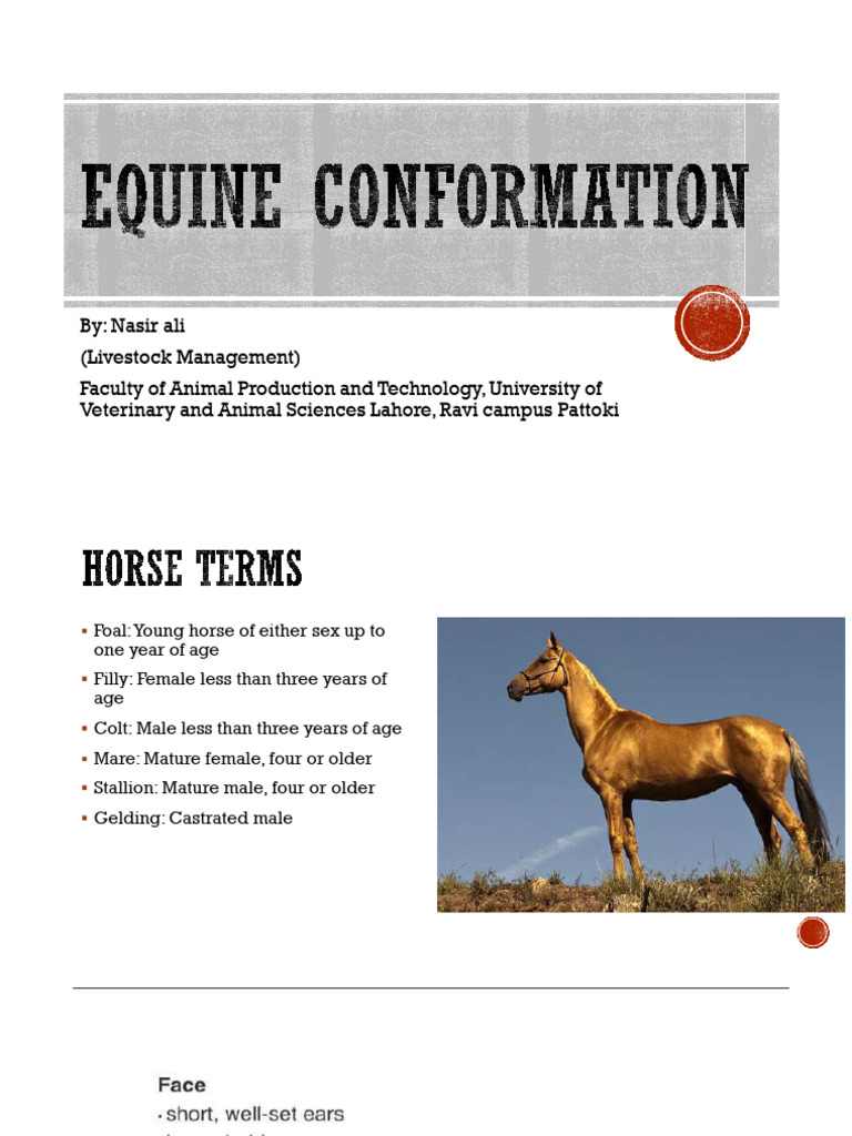 10Equine Conformation. PDF