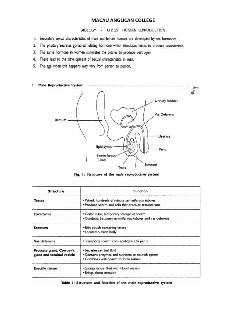 Human Reproduction in Dogs: Biology Guide | PDF