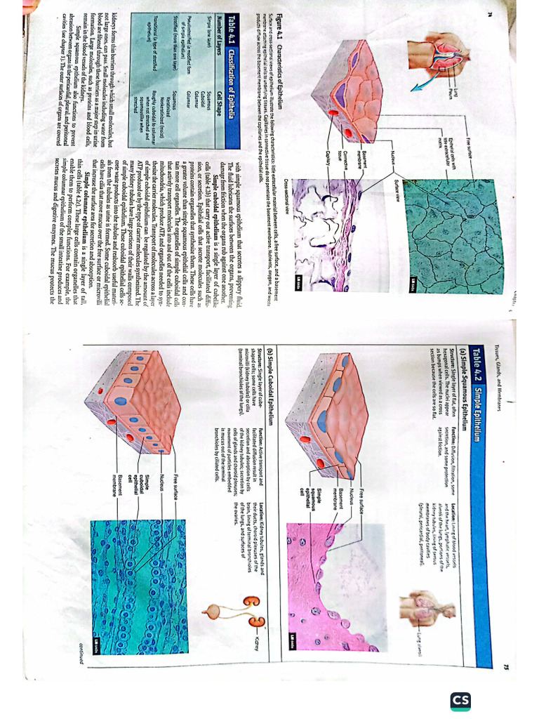Tissue | PDF