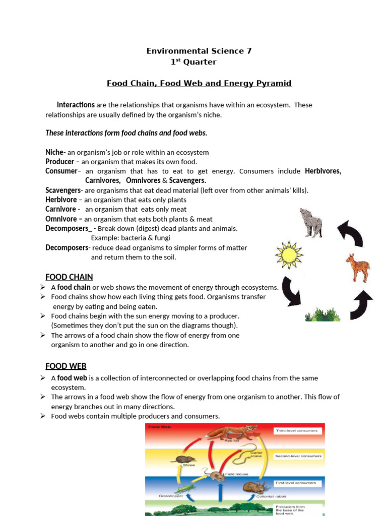 Food Chains Webs And Energy Pyramids Pdf Food Web Foods