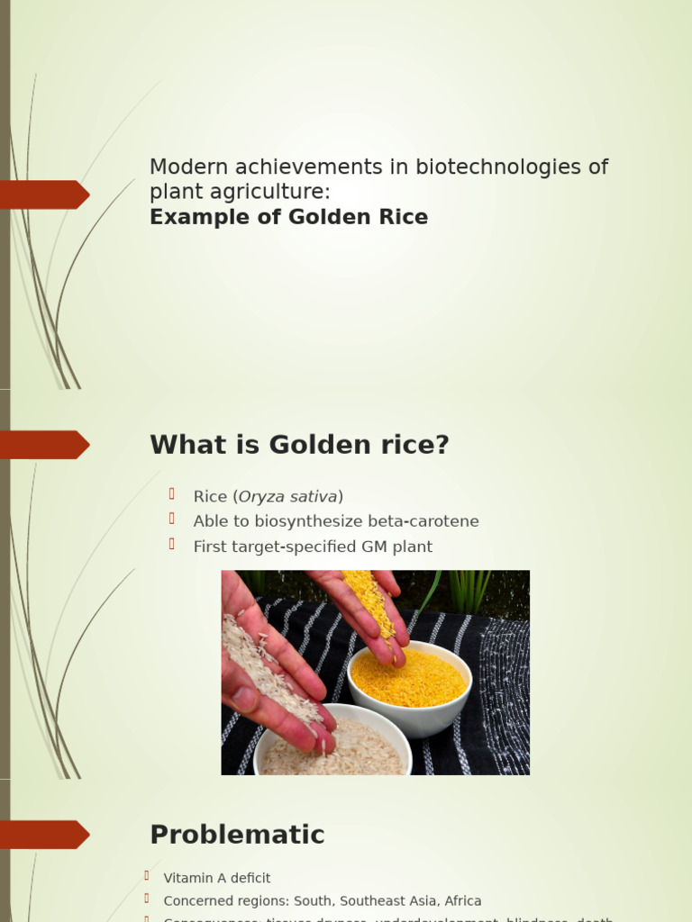 Golden Rice: A Biotech Breakthrough | PDF