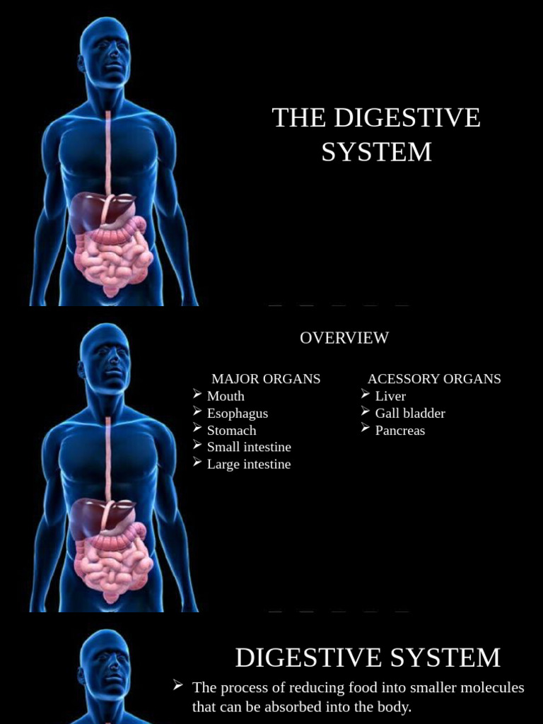 Overview of Human Digestive System | PDF | Digestion | Human Digestive ...