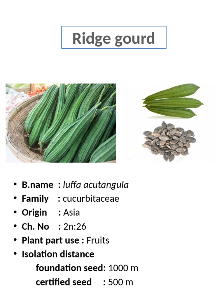 Ridge Gourd Cultivation Guide | PDF