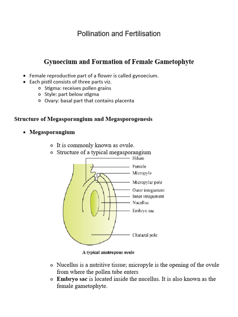 Gynoecium and Female Gametophyte Formation | PDF | Pollination | Flowers