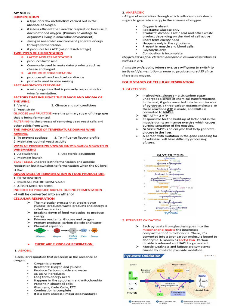 Fermentation and Cellular Respiration Guide | PDF | Cellular ...