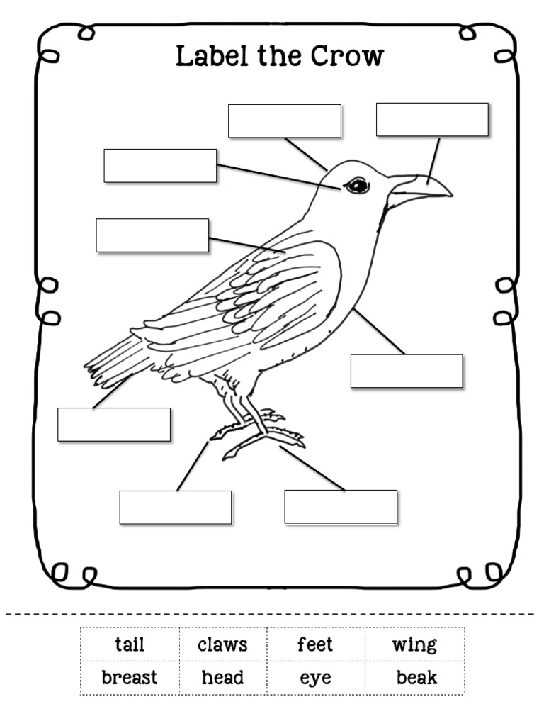 Crow Anatomy Labeling Guide | PDF