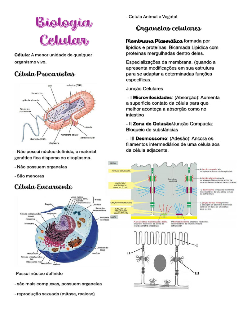 Resumo Biologia Celular | PDF | Meiose | Mitose