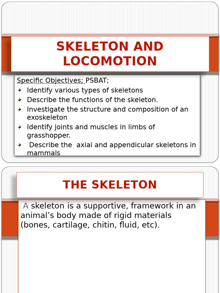 Skeleton Types and Functions Guide | PDF | Vertebra | Vertebral Column