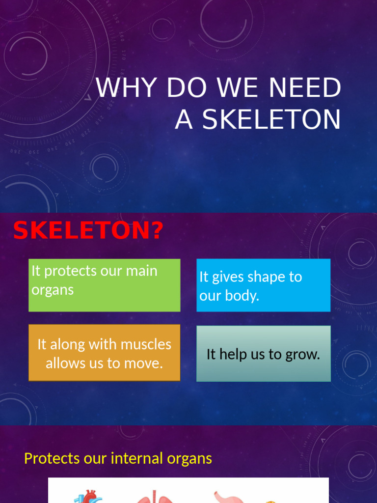 Importance of the Human Skeleton | PDF