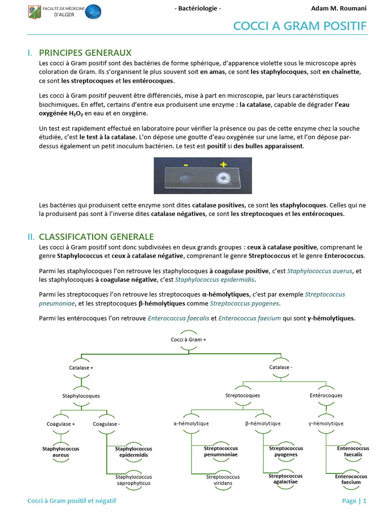 Cocci à Gram Positif Classification et Pathogénie PDF — free download