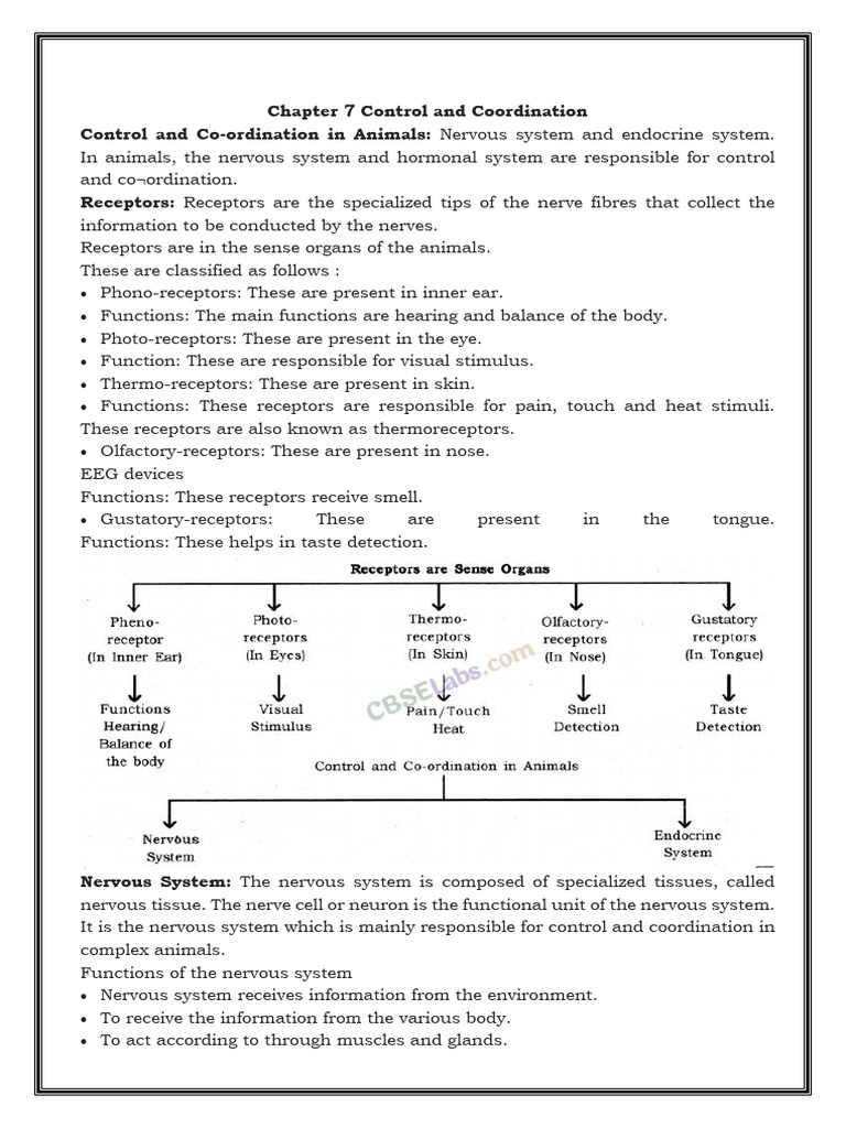 Chapter 6 Control and Coordination | PDF | Neuron | Nervous System