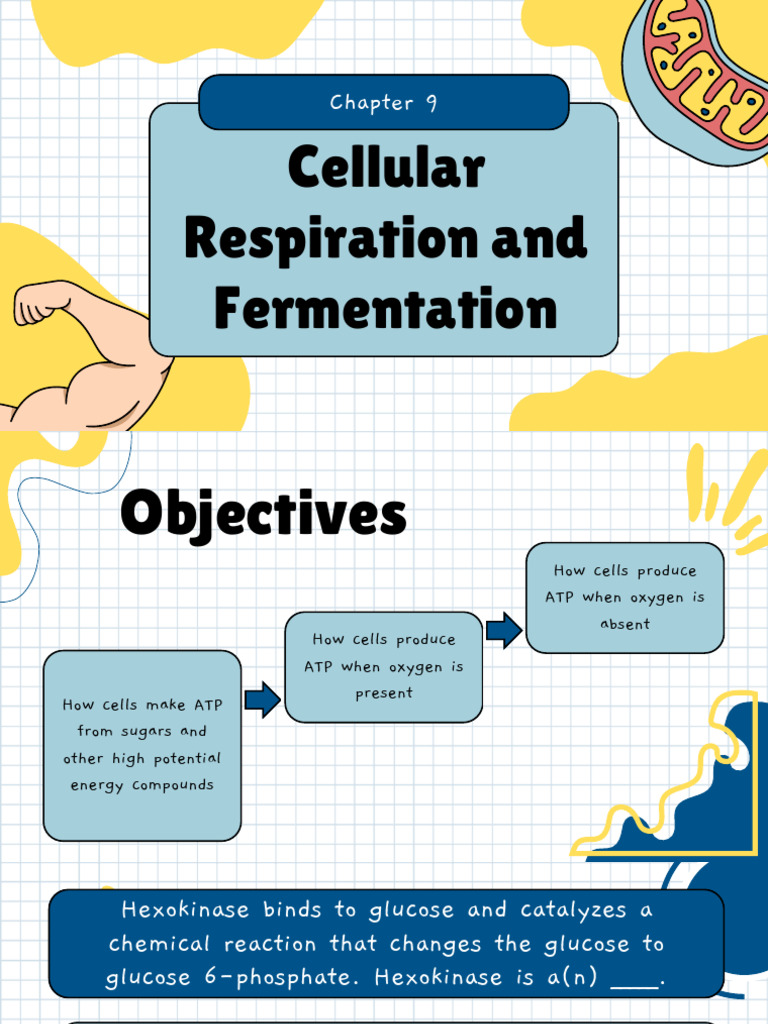Chapter 9 | PDF | Cellular Respiration | Adenosine Triphosphate