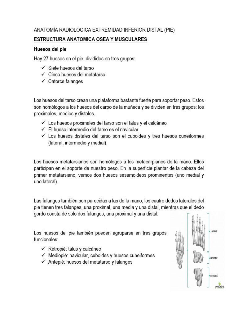 Anatomía Radiológica Extremidad Inferior Distal | PDF | Pie | Mano