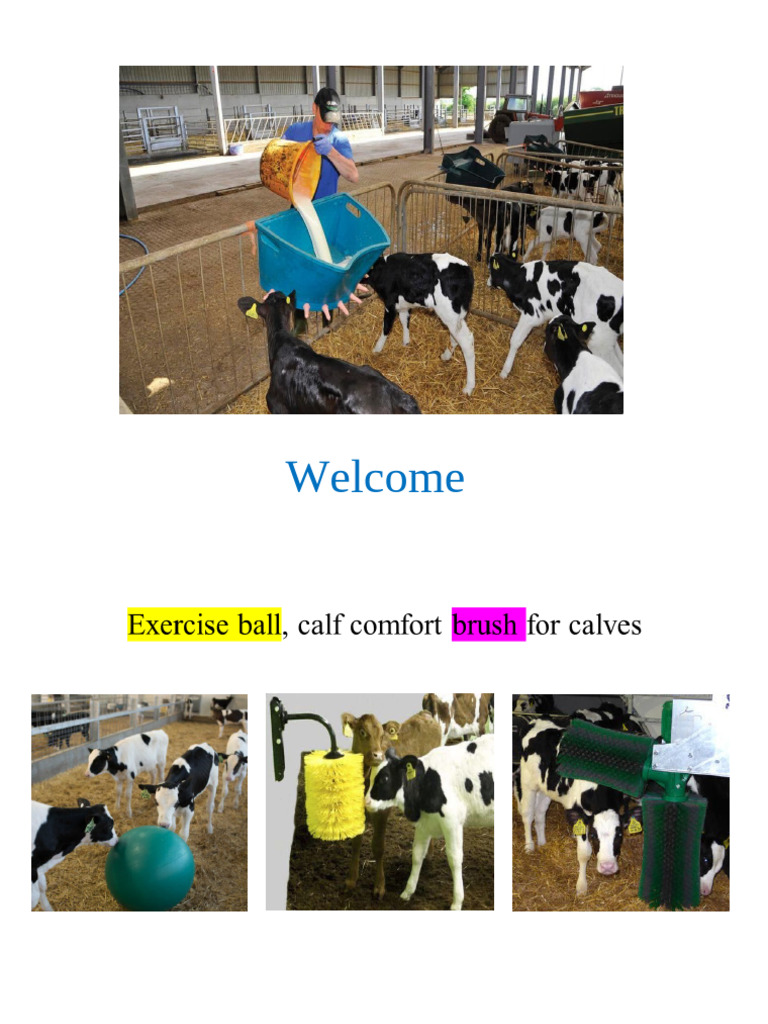 Management of Calf-2025 | PDF | Weaning | Milk