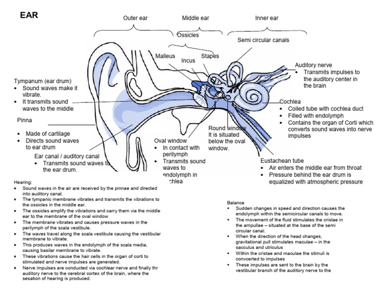 Pathway of Sound Through the Ear | PDF | Ear | Auditory System