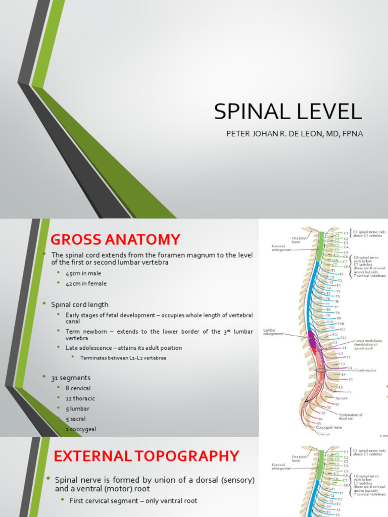 Spinal Cord Anatomy Overview | PDF | Spinal Cord | Vertebral Column