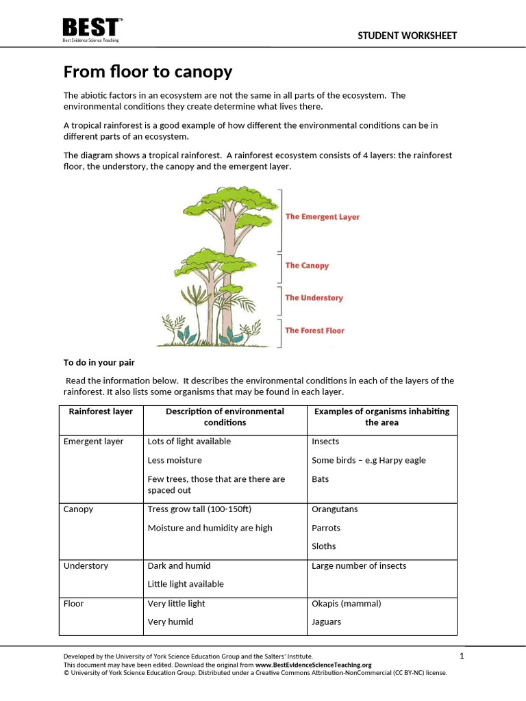 Rainforest Ecosystem Layers Explained | PDF | Rainforest | Canopy (Biology)
