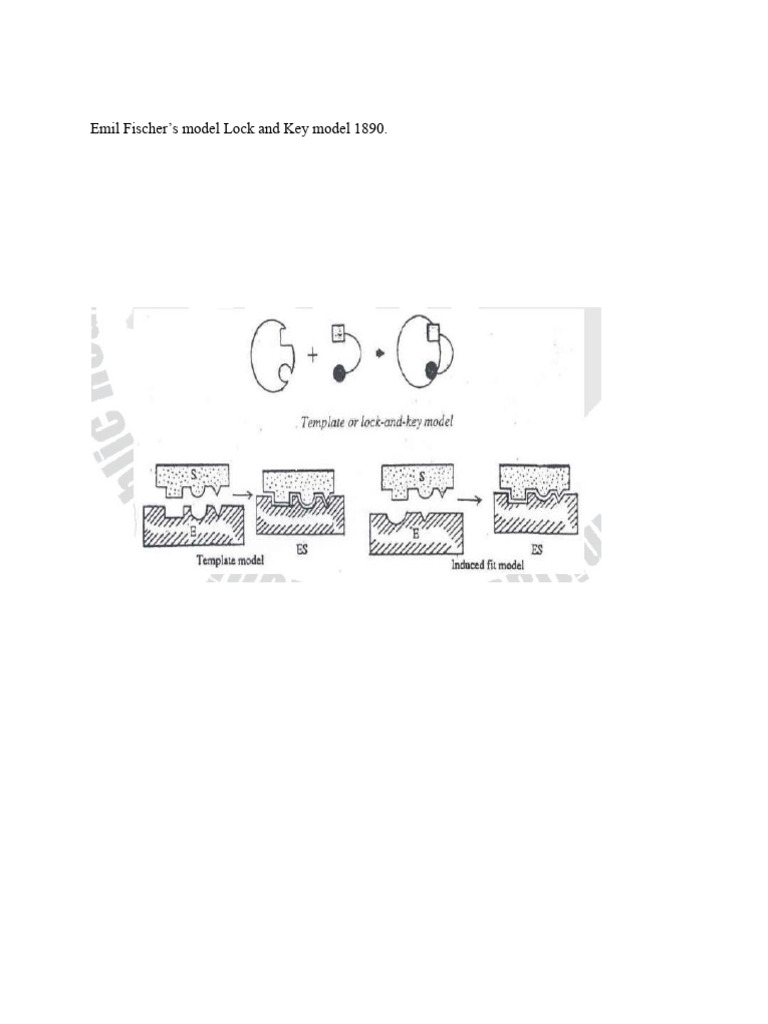 Enzyme Action Mechanisms Explained | PDF | Enzyme | Active Site