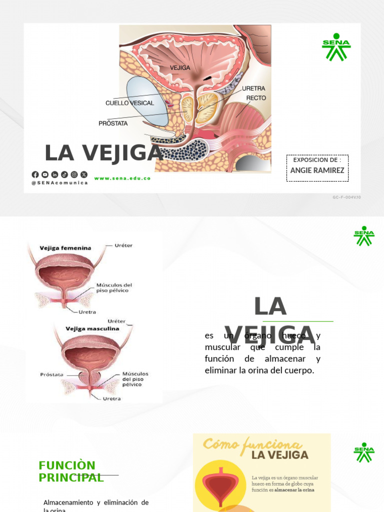 VEJIGA | PDF | Sistema urinario | Próstata