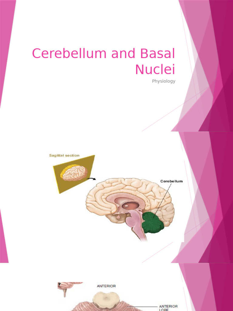 Cerebellum and Basal Nuclei Functions | PDF | Cerebellum | Basal Ganglia
