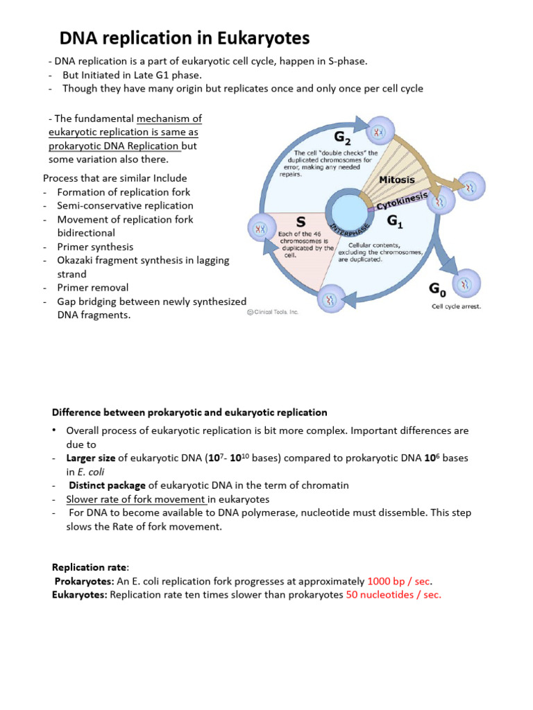 Eukaryotic DNA Replication Process | PDF | Dna Replication | Telomere