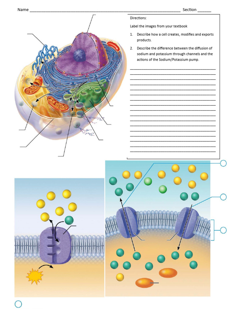 Assignment 1 Cell and Body Plan | PDF | Physiology
