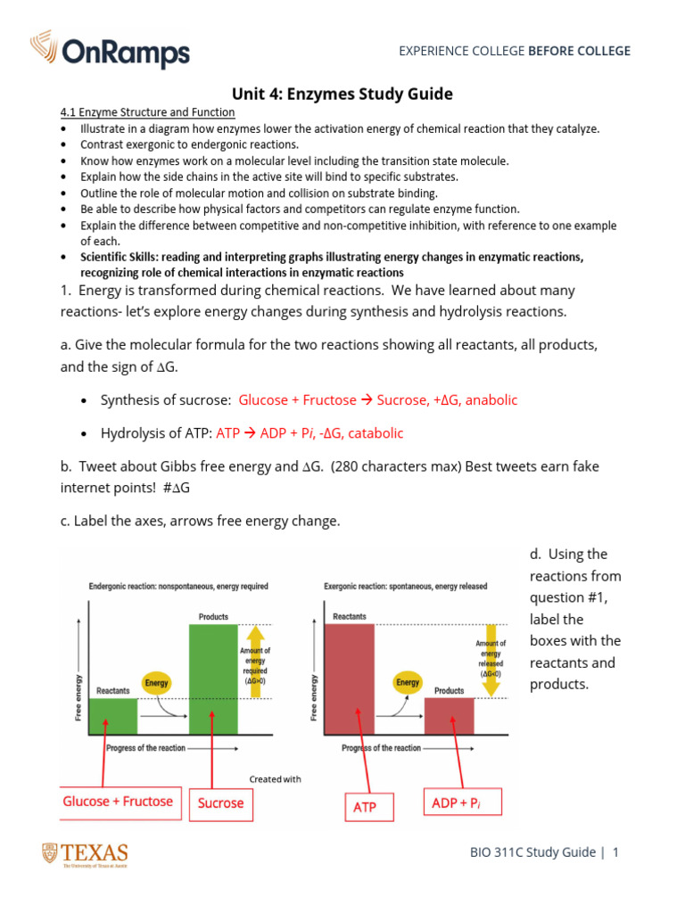 Unit+4+Enzymes+Study+Guide KEY+ | PDF | Enzyme | Enzyme Inhibitor