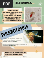 Características y ciclo de vida de flebótomos | PDF | Insectos | Mosca