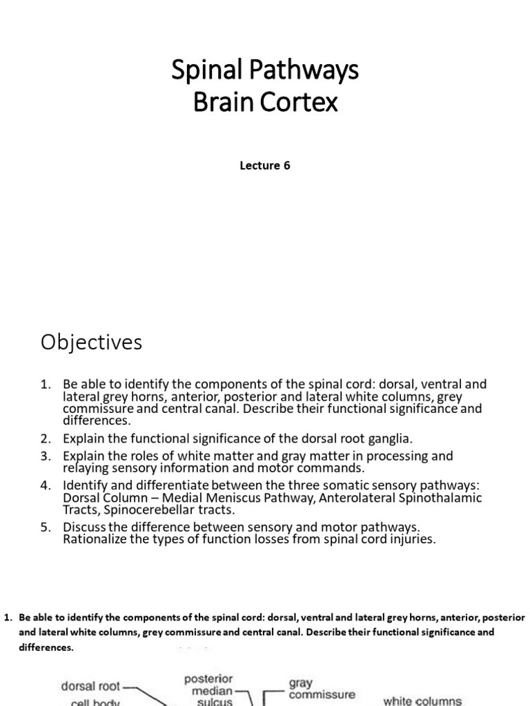 Spinal Cord Pathways and Functions | PDF | Spinal Cord | Motor Neuron