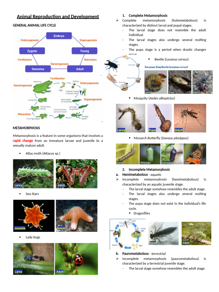 LESSON 2.2.2 Animal Reproduction and Development | PDF | Embryo ...