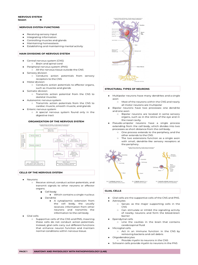 Overview of Nervous System Functions | PDF | Chemical Synapse | Action ...