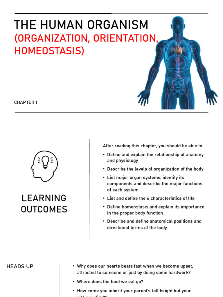 Chapter 1 Human Organism | PDF | Anatomical Terms Of Location | Peritoneum