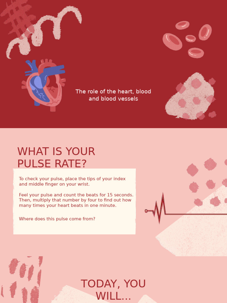 Understanding the Human Circulatory System | PDF | Blood | Heart