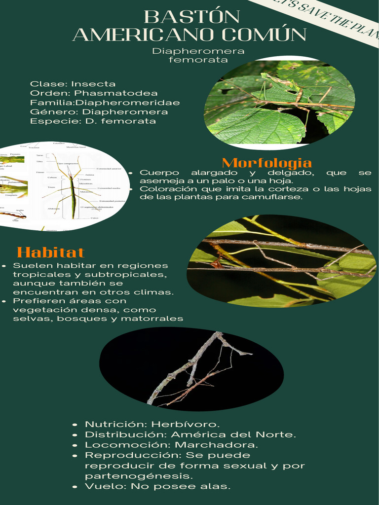 Características del Insecto Palo | PDF