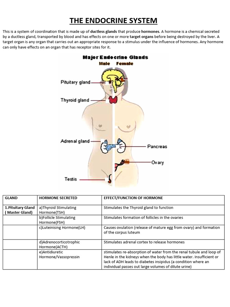 Endocrine System Overview and Functions | PDF | Pancreas | Glucose