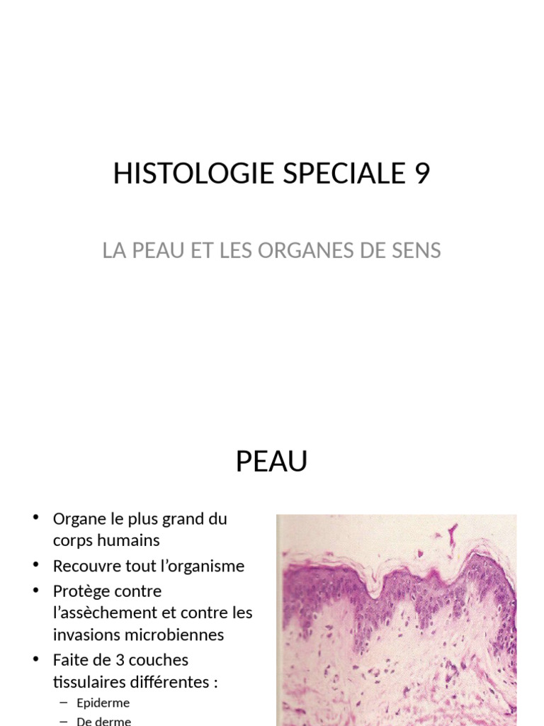 Histologie de la peau et des organes sensoriels | PDF | Système ...