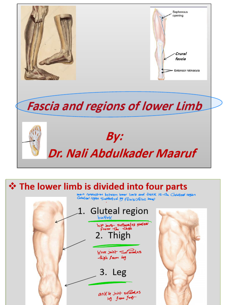 LG5 | PDF | Soft Tissue | Human Anatomy
