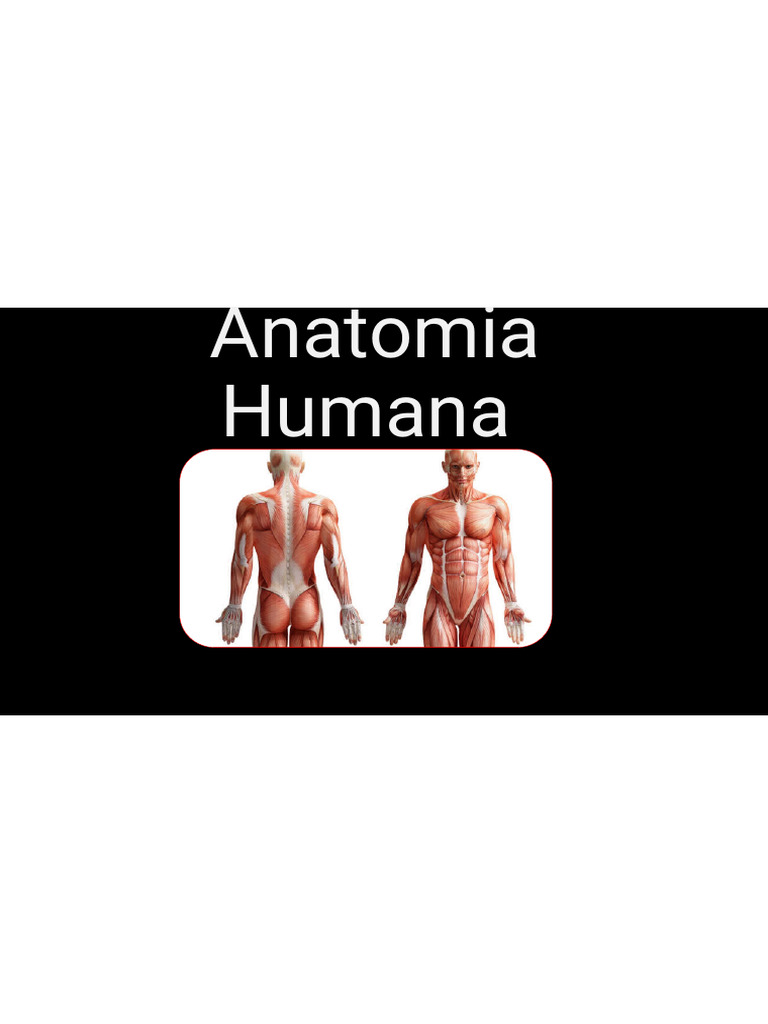Aula 1 - Anatomia Humana-Print | PDF